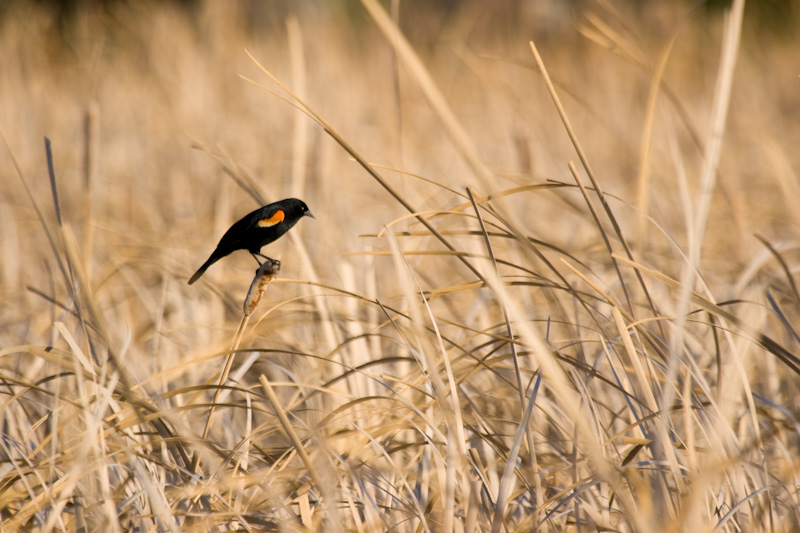 Red-Winged Blackbird In Reeds